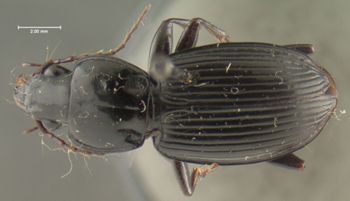 Media type: image;   Entomology 22984 Aspect: habitus dorsal view